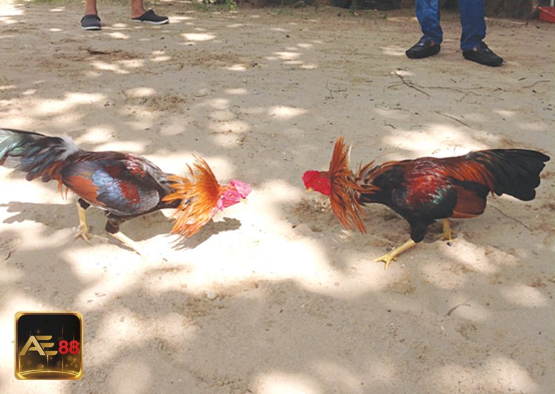 Đá gà đòn - Khái niệm cơ bản của hình thức thi đấu truyền thống Đá gà đòn - Khái niệm cơ bản của hình thức thi đấu truyền thống